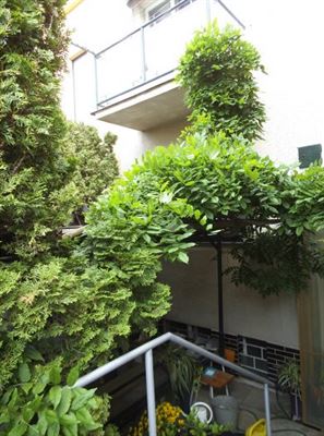 2 O bujnosti vistárie nemluvě, pokud ji chcete udržet v nějaké míře.