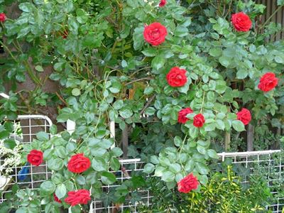 5 Pnoucí rostliny vyloženě nacpané mezi zeleň se musí velmi snažit, když chtějí...