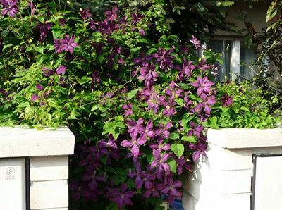 6 Pnoucí rostliny vyloženě nacpané mezi zeleň se musí velmi snažit, když chtějí...