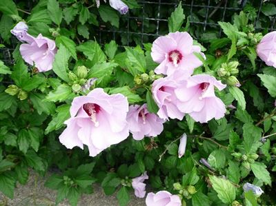 7 Pnoucí rostliny vyloženě nacpané mezi zeleň se musí velmi snažit, když chtějí...