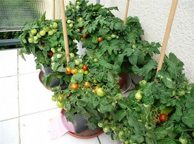 12 Mičurinské balkónové snažení