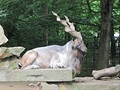 Zoo Liberec 8