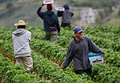 Migrant Farm Workers in England 1