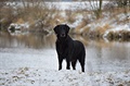 Flat coated retriever. Ája jako starí dáma - aktuální foto.