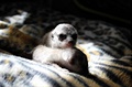 Novorozeata surikat