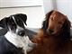 Ares s Brixom v pelechu Ares s Brixom v pelechu