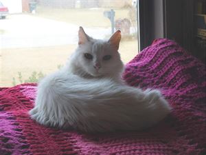 Indy je teplo, pod dečkou má zahřívací podušku