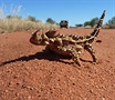 Moloch horridus