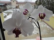 Orchideje doma