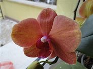 Orchideje doma