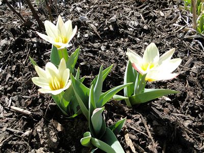 Botanické tulipánky
