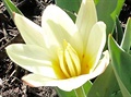 Botanické tulipánky