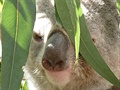 Koala. (Výlet do Austrálie)