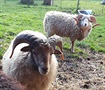 Beránci - mladí vepedu (ovce ouessant)