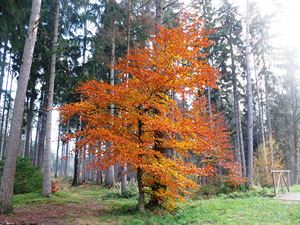 Listopad 2017 na Krlovhradecku. Podzviinsko.