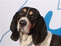 Bernský honicí pes. Svtová výstava ps v Lipsku 2017