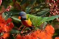 Papouek snídající na eukalyptu