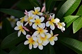 Plumérie - frangipani. Voní intenzivn, hlavn v noci.