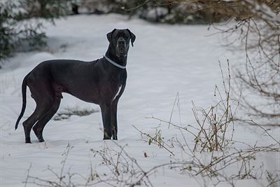Night čtyřletý. Německá doga.
