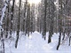 forest winter forest winter