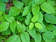 Poison ivy, jedovatý břečťan Poison ivy, jedovatý břečťan