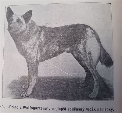 Z knihy Vecky druhy ps, autor Vclav Fuchs, Praha 1903