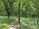 forrest forrest