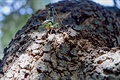 Kobylka na kmeni dubu (ostrov Pag)