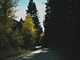 road forest road forest