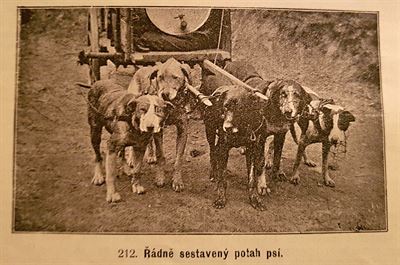 Z knihy Vecky druhy ps, Vclav Fuchs, 1903
