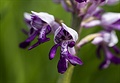 Vstava vojenský (Orchis militaris)