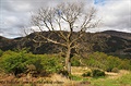 Za Beinglas Farm. West Highland Way.