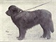Novofoundlandský pes, 1915 Novofoundlandský pes, 1915
