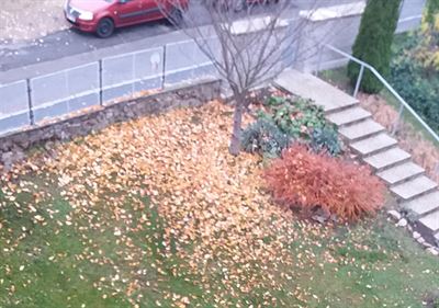 Podzim z okna bytu – sakura, ještě stále zelené bergénie a skalník