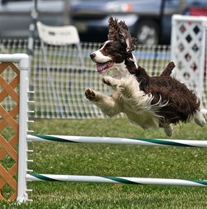Agility Agility