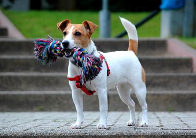 Jack Russel teriér Jack Russel teriér
