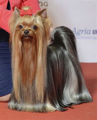 Jorkšírský teriér Jorkšírský teriér