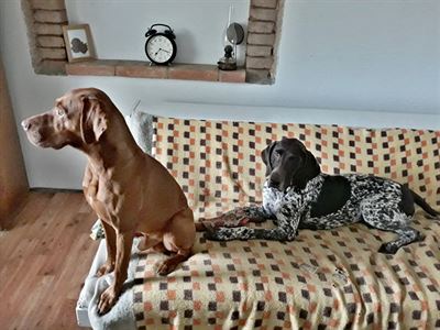 Maďarská vizsla a ohař, dobře vychovaní Maďarská vizsla a ohař, dobře vychovaní