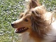 Sheltie, výctik Sheltie, výctik