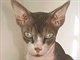 Ozzy, kanadský sphynx. Foto pro Miss kočka Ozzy, kanadský sphynx. Foto pro Miss kočka