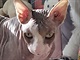Orry, sphynx, s ubytovává Orry, sphynx, s ubytovává