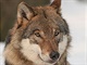 Canis lupus Canis lupus