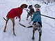 Jedno z pozitivních setkání s dogokámošema. Barbušák dospívá, ale pořád jsou s... Jedno z pozitivních setkání s dogokámošema. Barbušák dospívá, ale pořád jsou s...