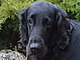 Ginny asi v 9 letech. Flat coated retrívr. Ginny asi v 9 letech. Flat coated retrívr.