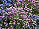 02 Pruhy - poprvé vidím růžové pomněnky • 10.5.2021 02 Pruhy - poprvé vidím růžové pomněnky • 10.5.2021