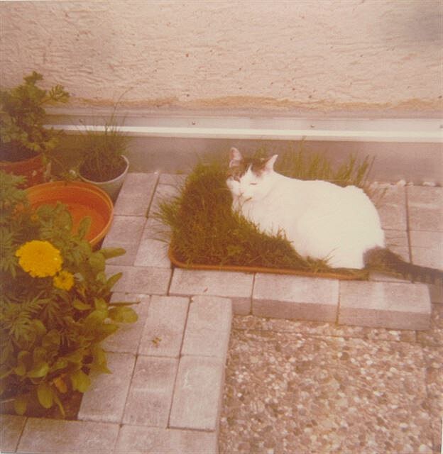 5 Kot na trávníku