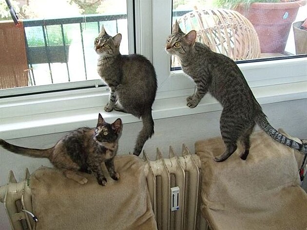 Trio u okn