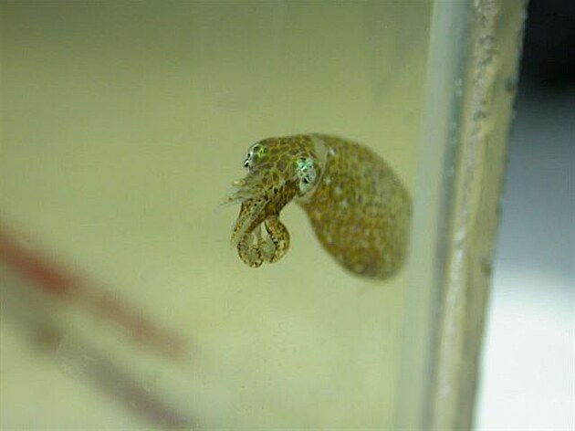 Chobotnice Idiosepius biserialis se pomocí svého lepidla pichytává moské...