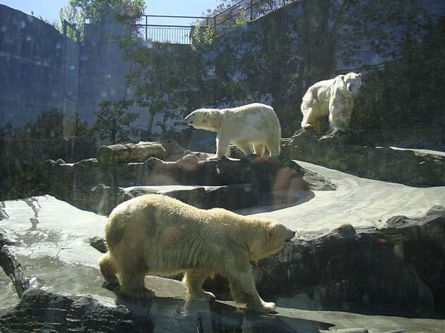 Lední medvdi