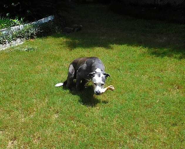 Trixie usedá v tráv s vepovou kostí.